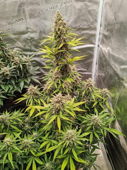 Auto Mallorca-Tangi. Week 9 - Hybrid 