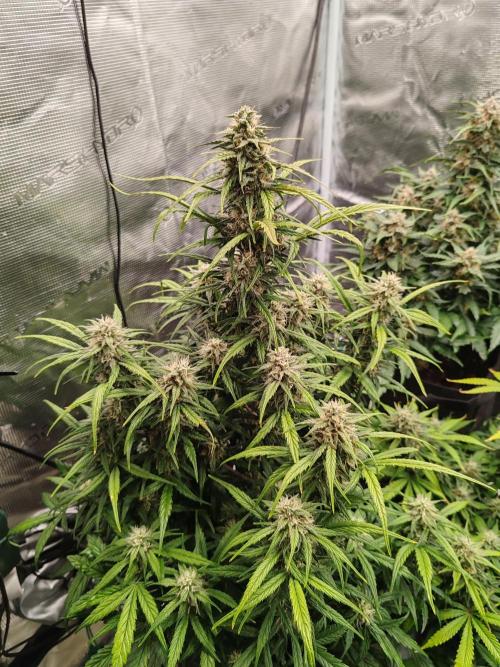 Auto Mallorca-Tangi. Week 9 - Sativa