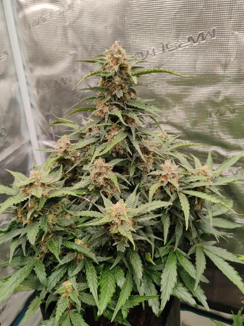 Auto Mallorca-Tangi. Week 9 - Indica 