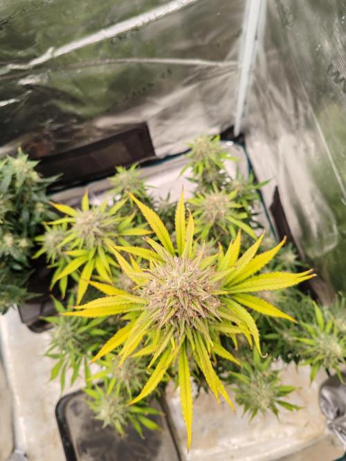 Auto Mallorca-Tangi. Week 10