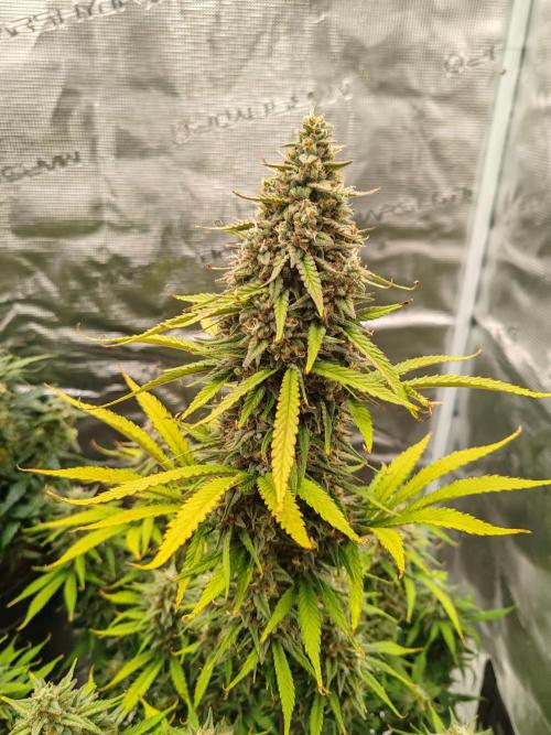 Auto Mallorca-Tangi. Week 10