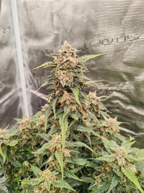 Auto Mallorca-Tangi. Week 10