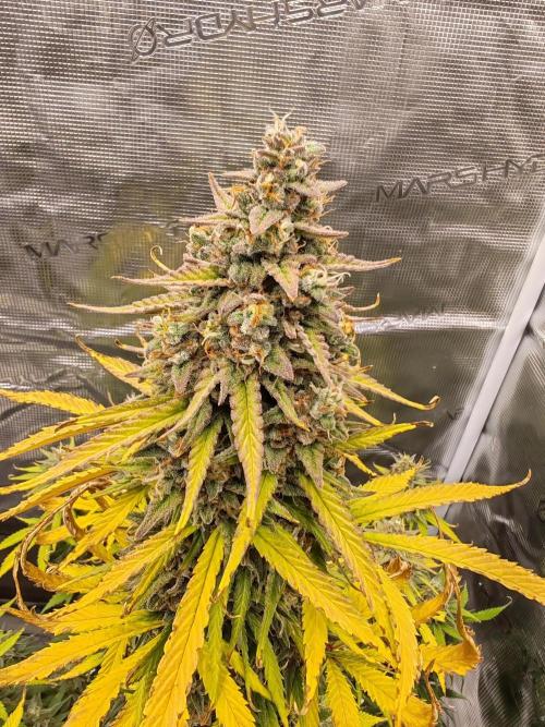 Auto Mallorca-Tangi. Week 10