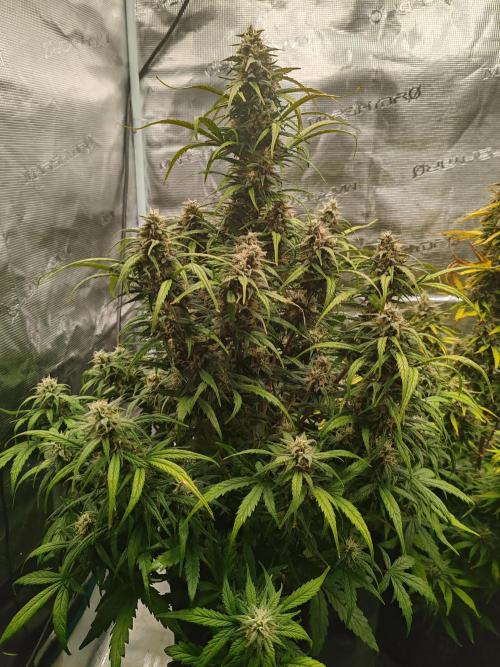 Auto Mallorca-Tangi. Week 10