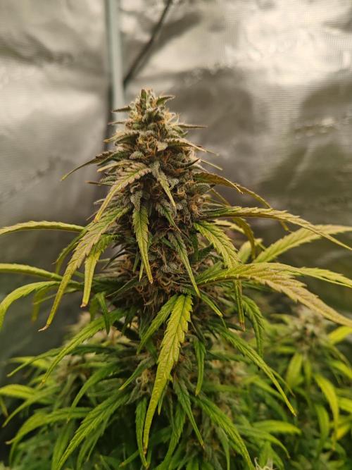 Auto Mallorca-Tangi. Week 10