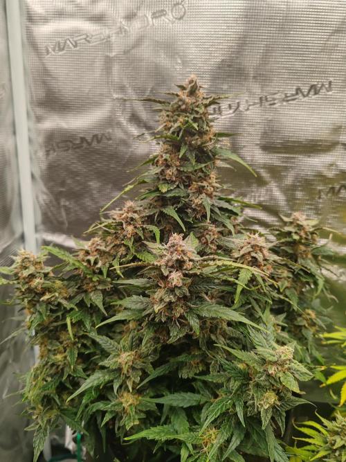 Auto Mallorca-Tangi. Week 10