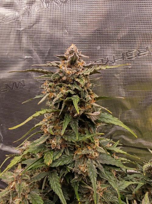 Auto Mallorca-Tangi. Week 10