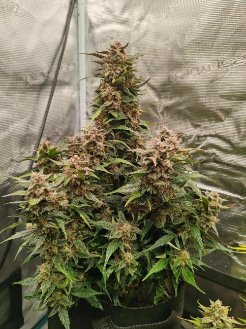 Auto Mallorca-Tangi. Week 11