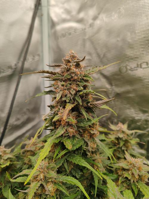 Auto Mallorca-Tangi. Week 11