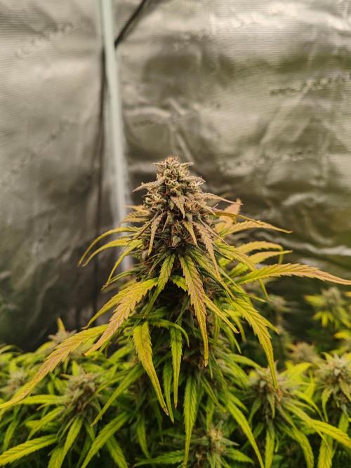 Auto Mallorca-Tangi. Week 11