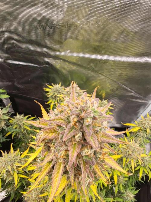 Auto Mallorca-Tangi. Week 11