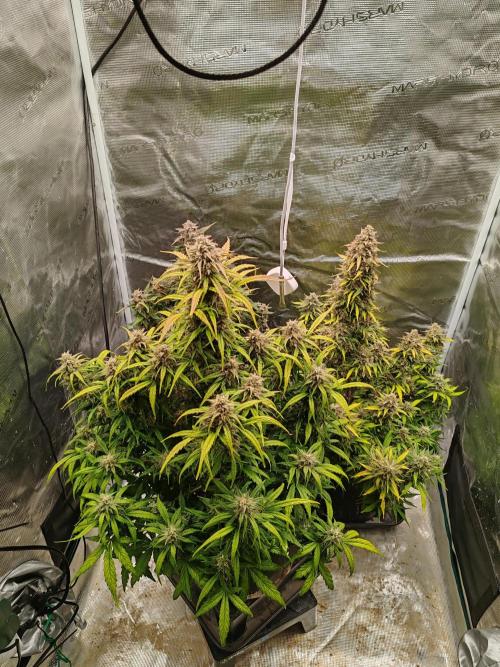 Auto Mallorca-Tangi. Week 11