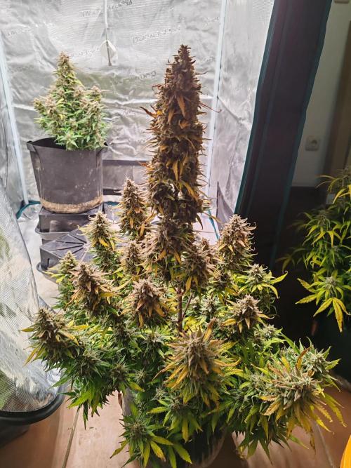 Auto Mallorca-Tangi. Week 11