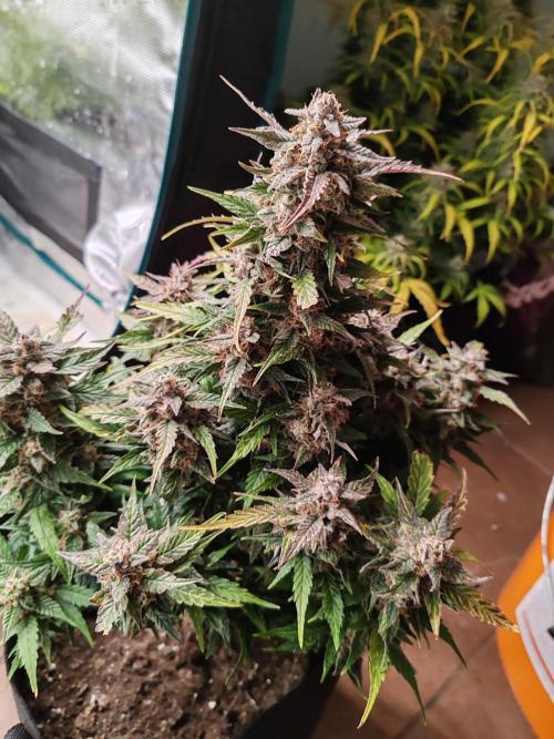 Auto Mallorca-Tangi. Week 11