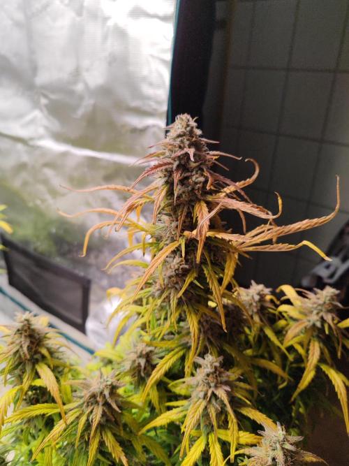 Auto Mallorca-Tangi. Week 11