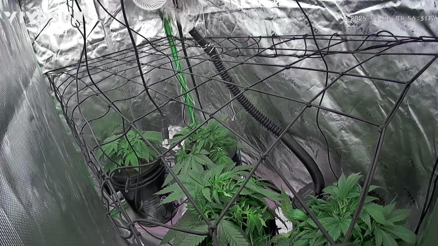 Jelly donutz, strawberry gorilla, og kush. 1st dwc grow