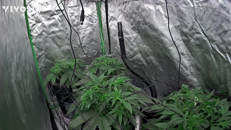 Jelly donutz, strawberry gorilla, og kush. 1st dwc grow