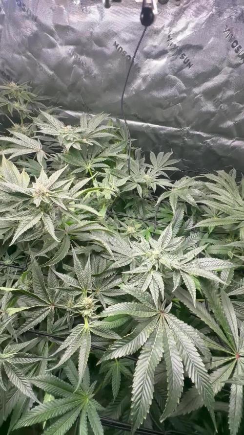 Jelly donutz, strawberry gorilla, og kush. 1st dwc grow
