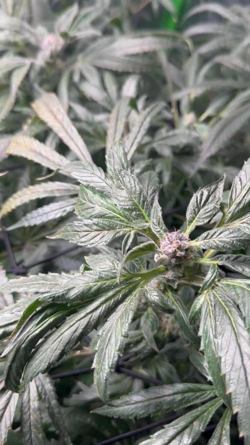 Jelly donutz, strawberry gorilla, og kush. 1st dwc grow