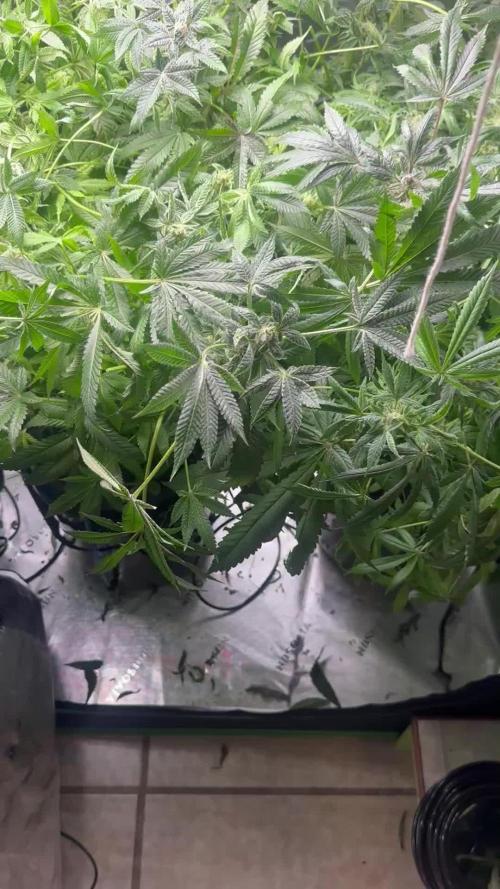 Jelly donutz, strawberry gorilla, og kush. 1st dwc grow