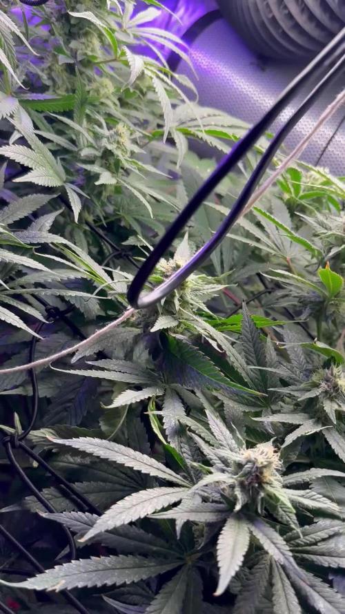 Outdoor/indoor Barney’s farm mix
