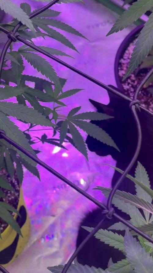 Outdoor/indoor Barney’s farm mix