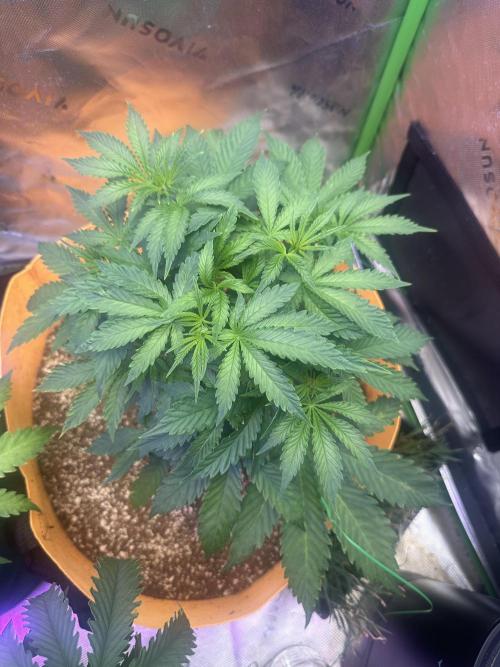 Lilac diesel, All the Sauces, Pina Fuego. Week 5 - All the sauces