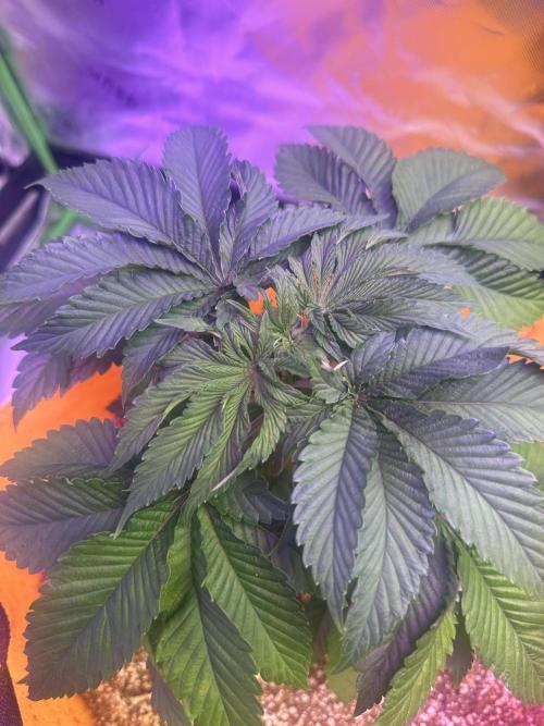 Lilac diesel, All the Sauces, Pina Fuego. Week 5 - Lilac diesel auro