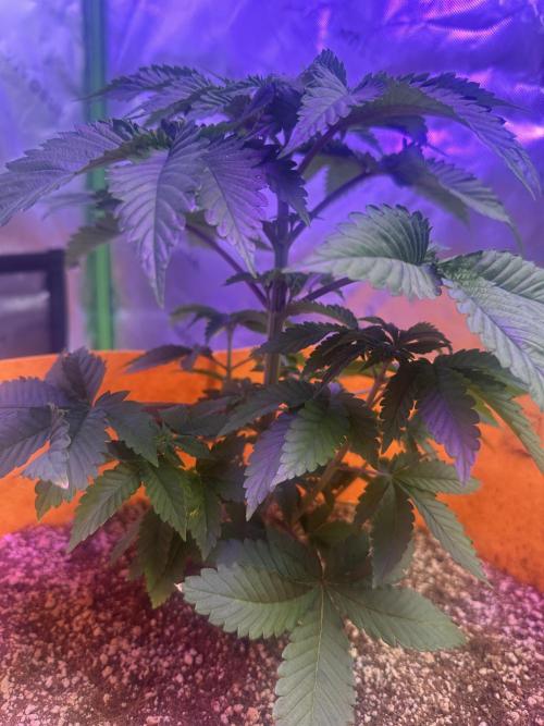 Lilac diesel, All the Sauces, Pina Fuego. Week 5 - Lilac diesel auto 
