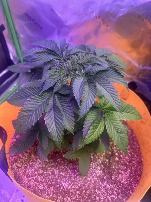 Lilac diesel, All the Sauces, Pina Fuego. Week 5 - Lilac diesel auto