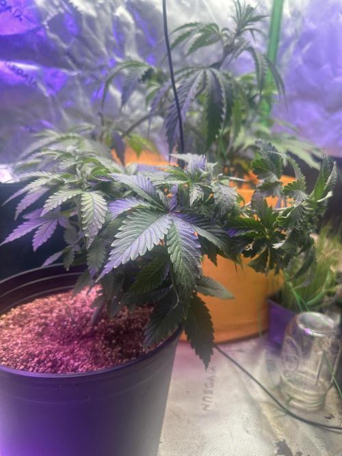 Lilac diesel, All the Sauces, Pina Fuego. Week 5 - Stress training 