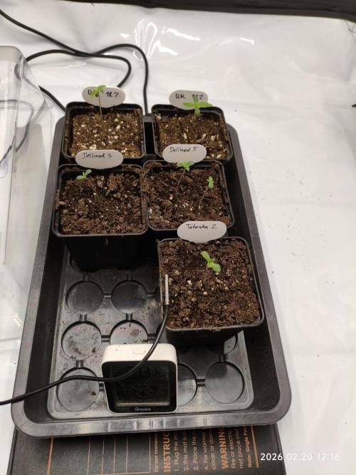 Delimed CBD Plus and Unknown CBD Strain. Week 0 - Day 4