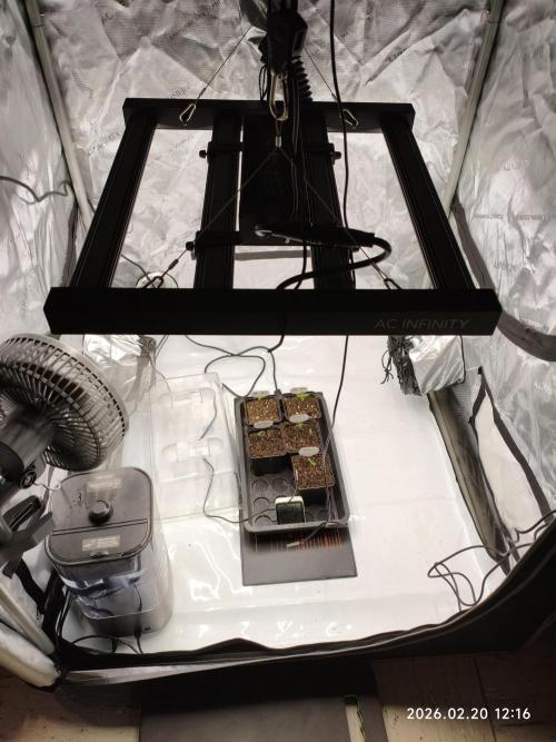 Delimed CBD Plus and Unknown CBD Strain. Week 0 - Day 4