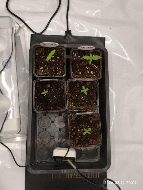 Delimed CBD Plus and Unknown CBD Strain. Week 0 - Day 5