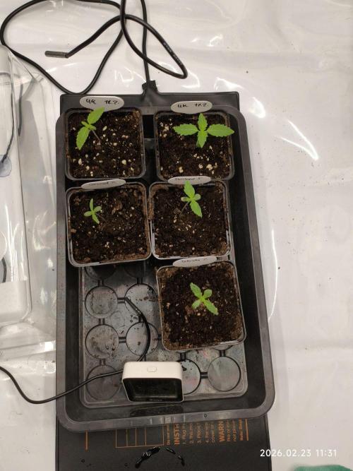 Delimed CBD Plus and Unknown CBD Strain. Week 0 - Day 7