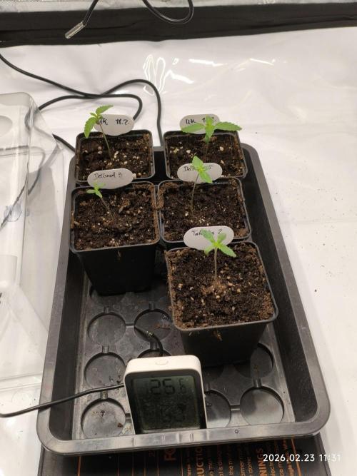 Delimed CBD Plus and Unknown CBD Strain. Week 0 - Day 7