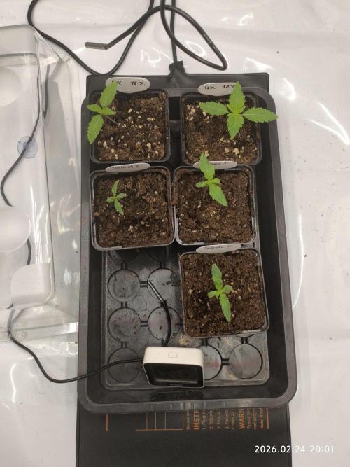 Delimed CBD Plus, Tatanka Pure CBD. Week 2