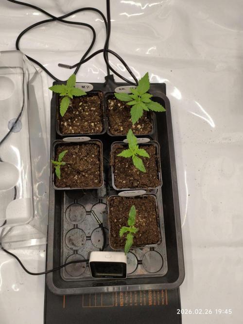Delimed CBD Plus, Tatanka Pure CBD. Week 2