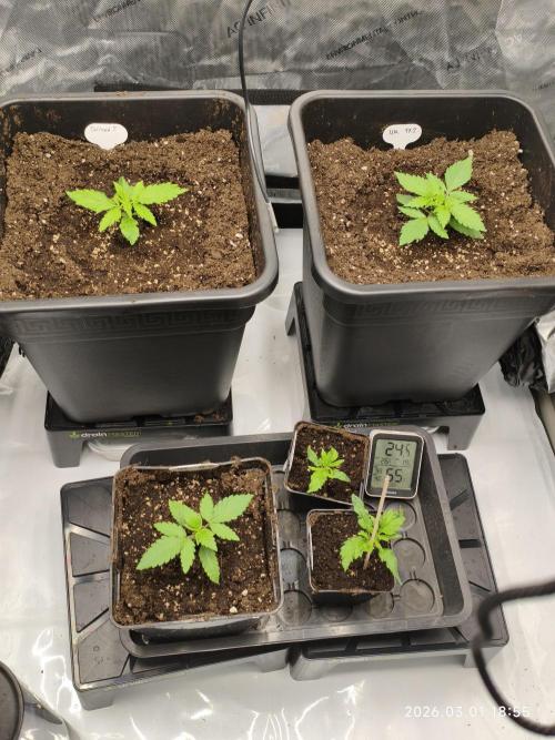 Delimed CBD Plus, Tatanka Pure CBD. Week 2