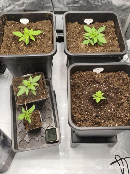 Delimed CBD Plus, Tatanka Pure CBD. Week 2