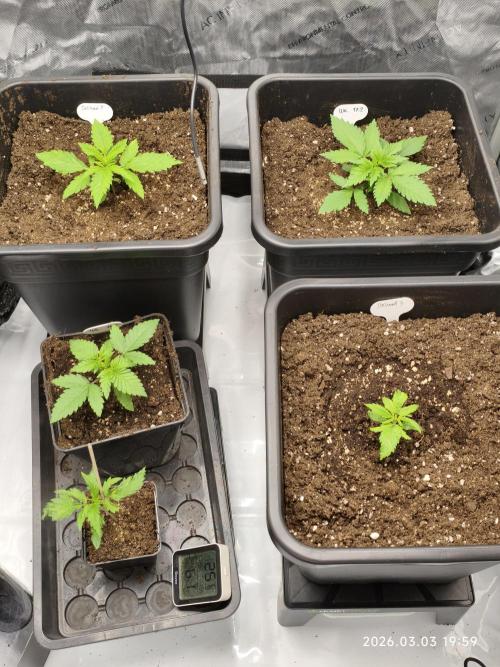 Delimed CBD Plus, Tatanka Pure CBD. Week 3