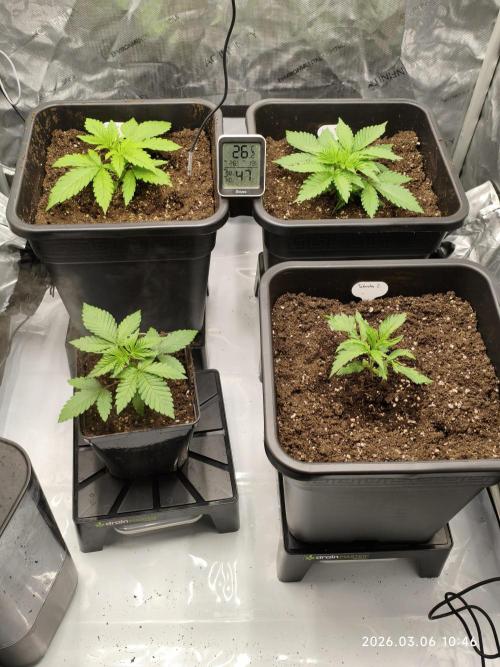Delimed CBD Plus, Tatanka Pure CBD. Week 3