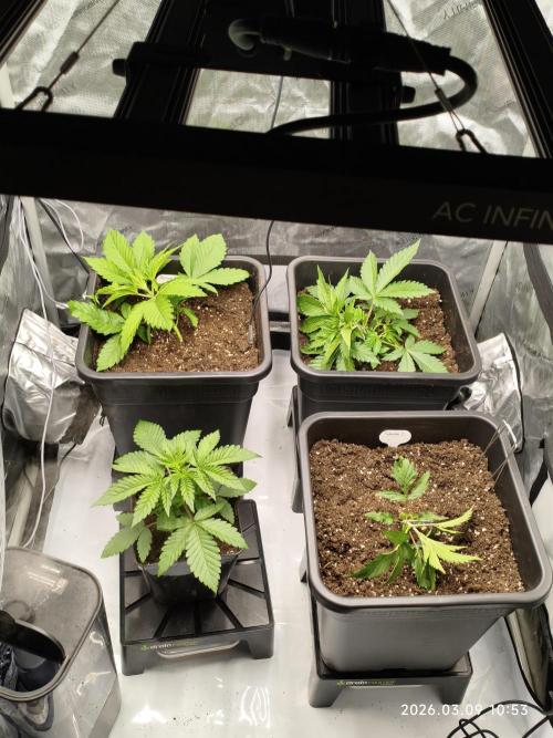 Delimed CBD Plus, Tatanka Pure CBD. Week 3
