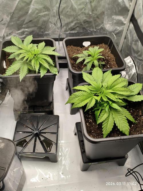 Delimed CBD Plus, Tatanka Pure CBD. Week 4
