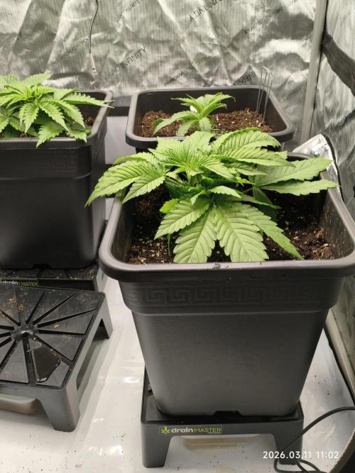 Delimed CBD Plus, Tatanka Pure CBD. Week 4