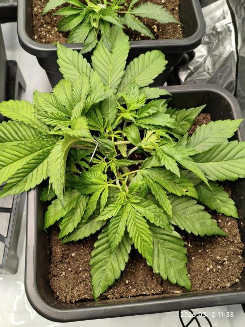Delimed CBD Plus, Tatanka Pure CBD. Week 4