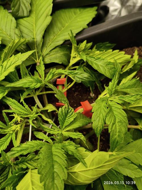 Delimed CBD Plus, Tatanka Pure CBD. Week 4
