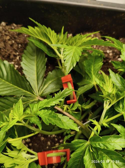 Delimed CBD Plus, Tatanka Pure CBD. Week 4