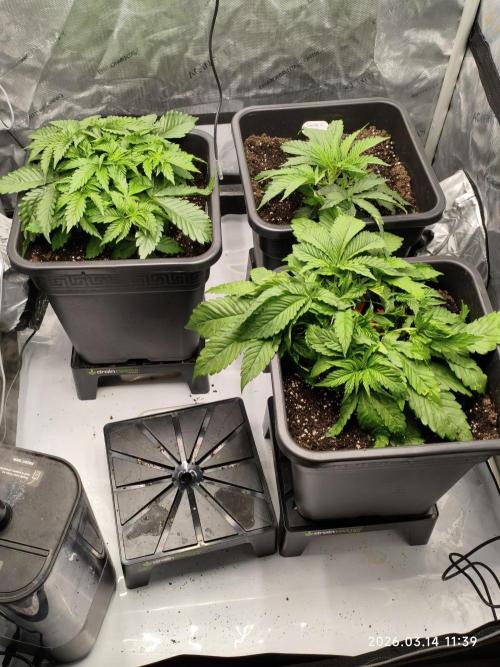 Delimed CBD Plus, Tatanka Pure CBD. Week 4