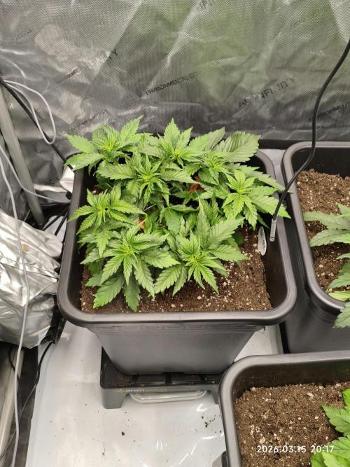 Delimed CBD Plus, Tatanka Pure CBD. Week 4
